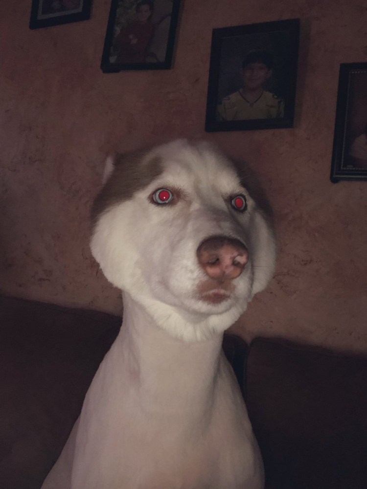 Лысая хаски