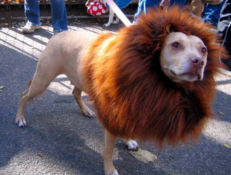 Бритье собаки