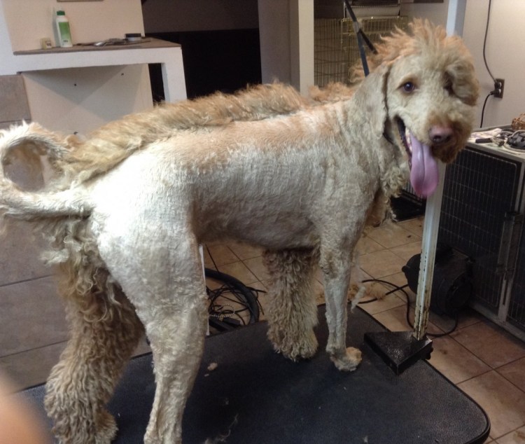 Смешные стрижки собак