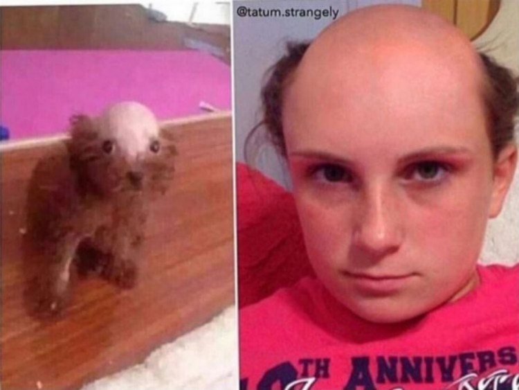 Обстриженный хаски