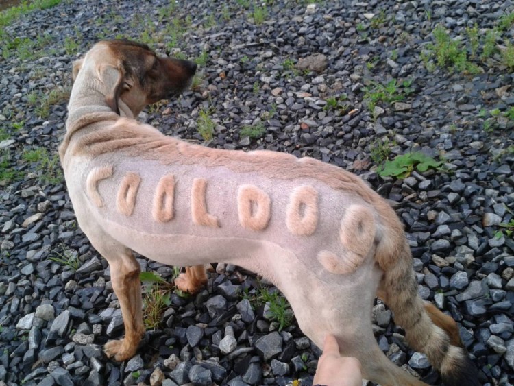 Смешные стрижки пуделей