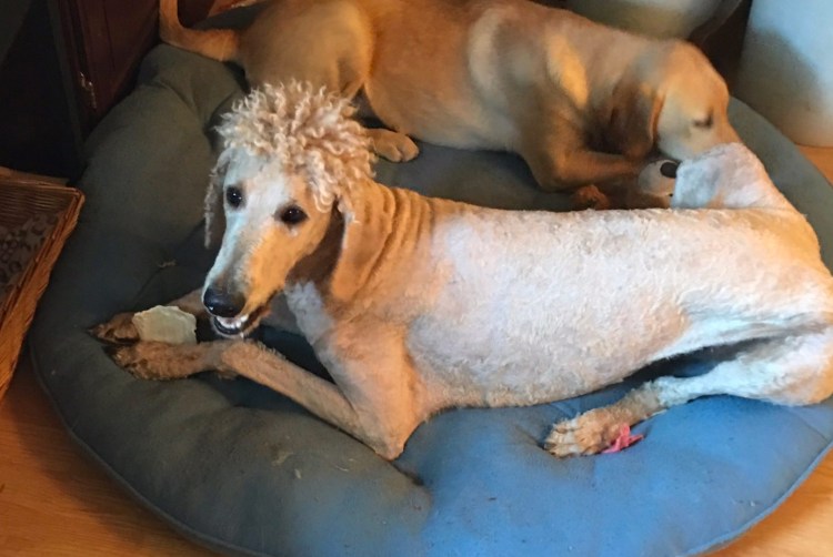 Лысый хаски