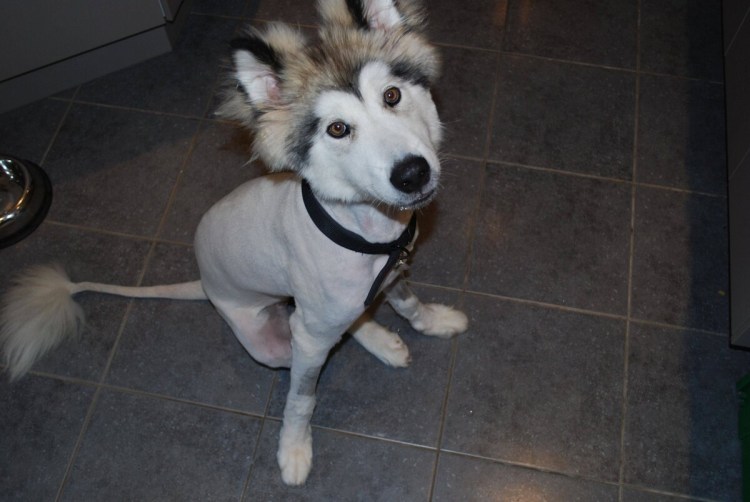 Смешные стрижки собак и кошек