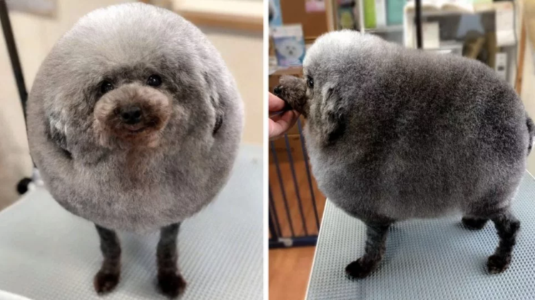 Побритая хаски