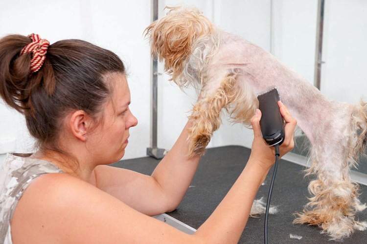 Маленькая лысая собачка