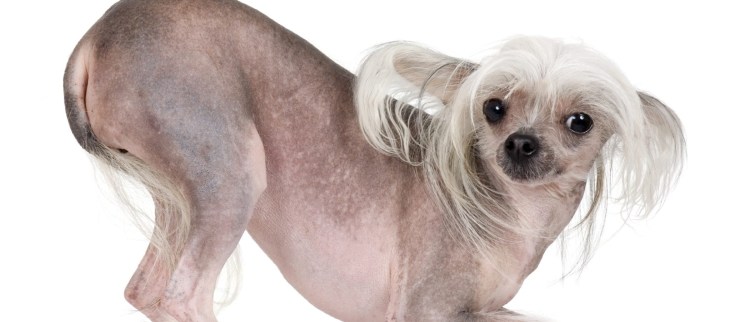 Собака с бородой