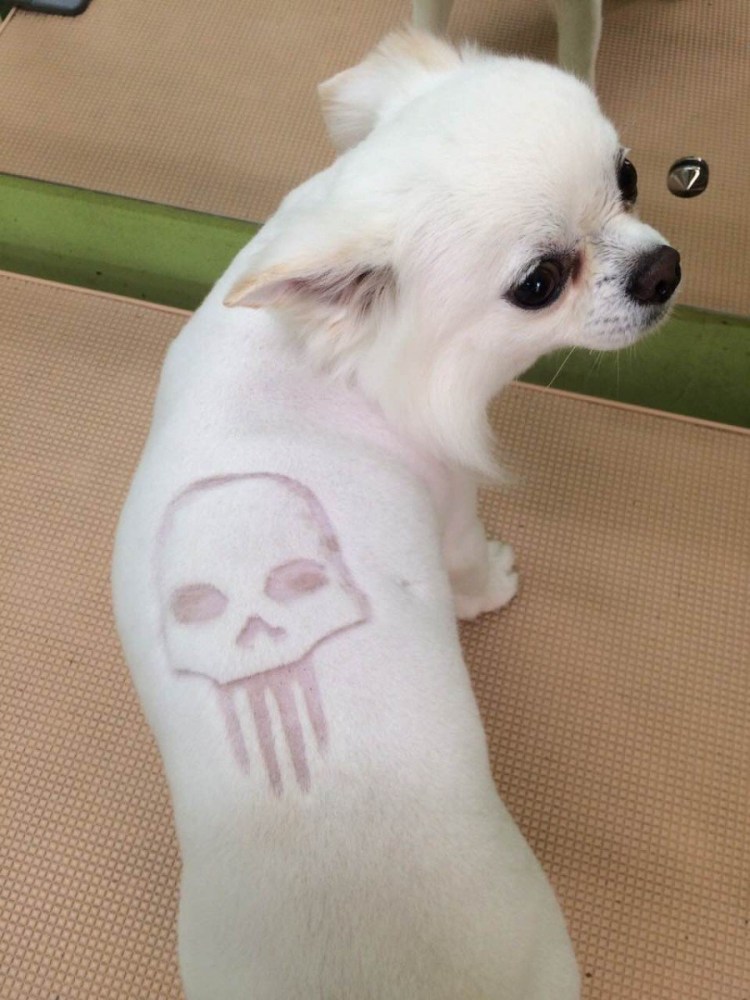 Смешные стрижки собак