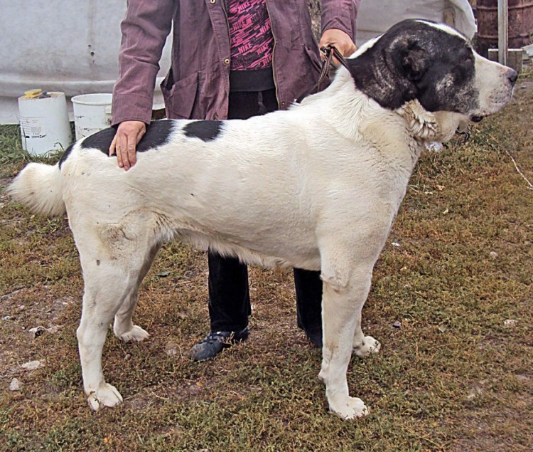 Есть ли волки с некупированными ушами