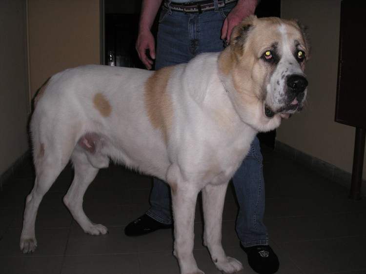 Алабай некупированный