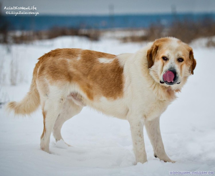 Таджикский алабай