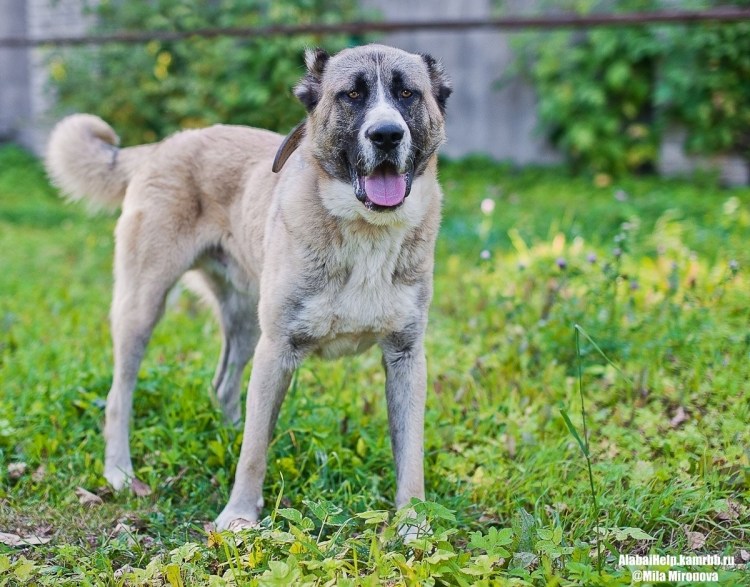 Алабай купированный хвост