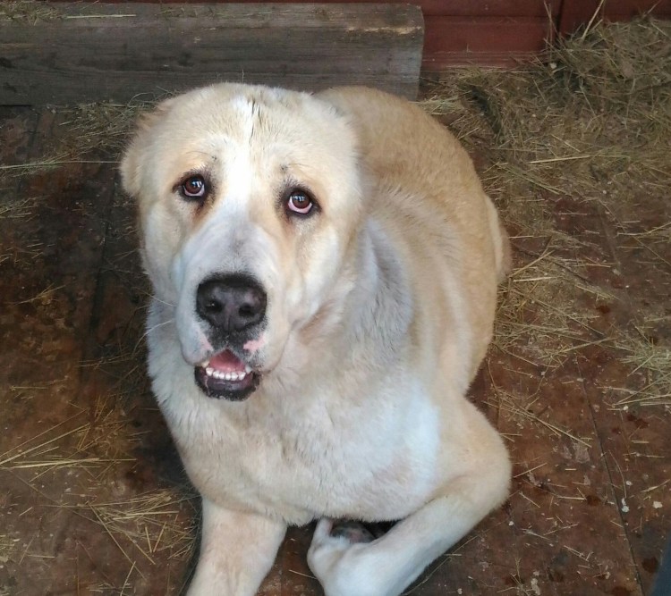 Алабай с некупированными ушами