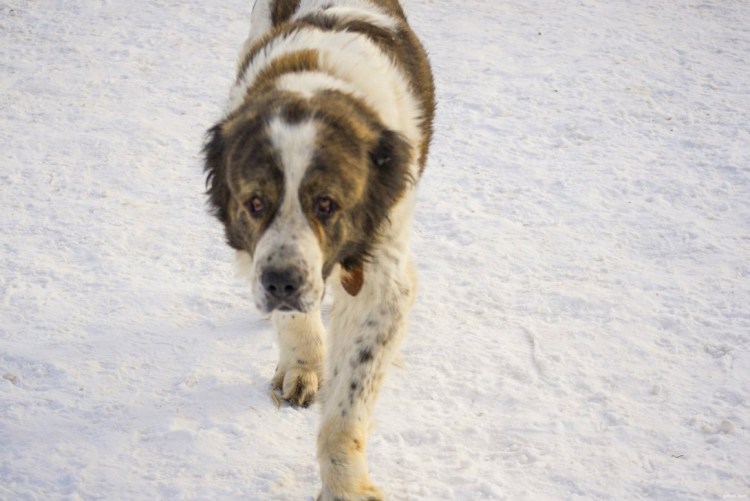 Алабай купированные уши