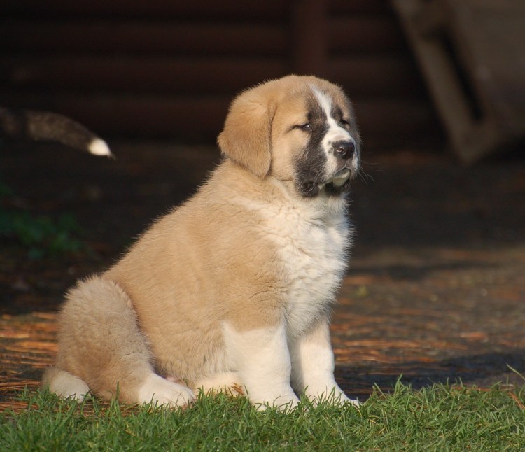 Алабай некупированный