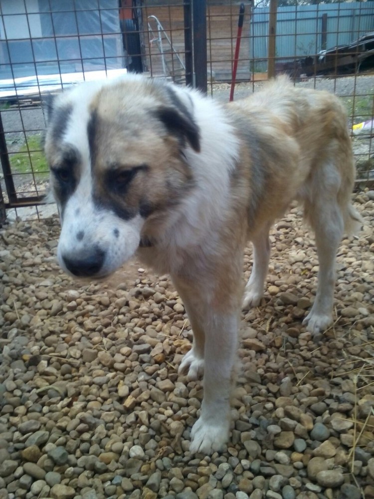 Алабай длинношерстный