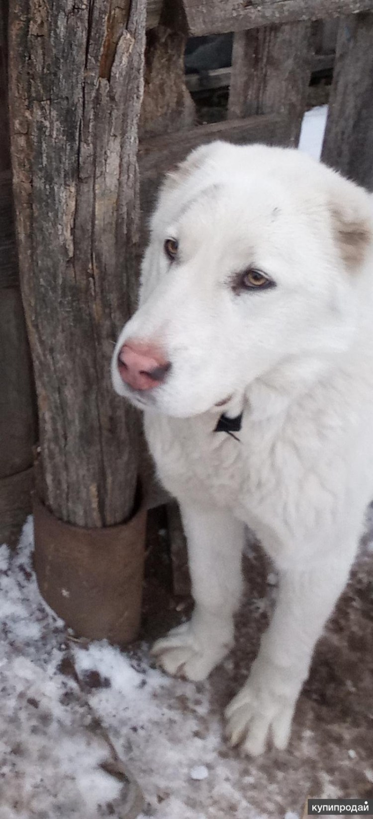 Среднеазиатская овчарка Акита