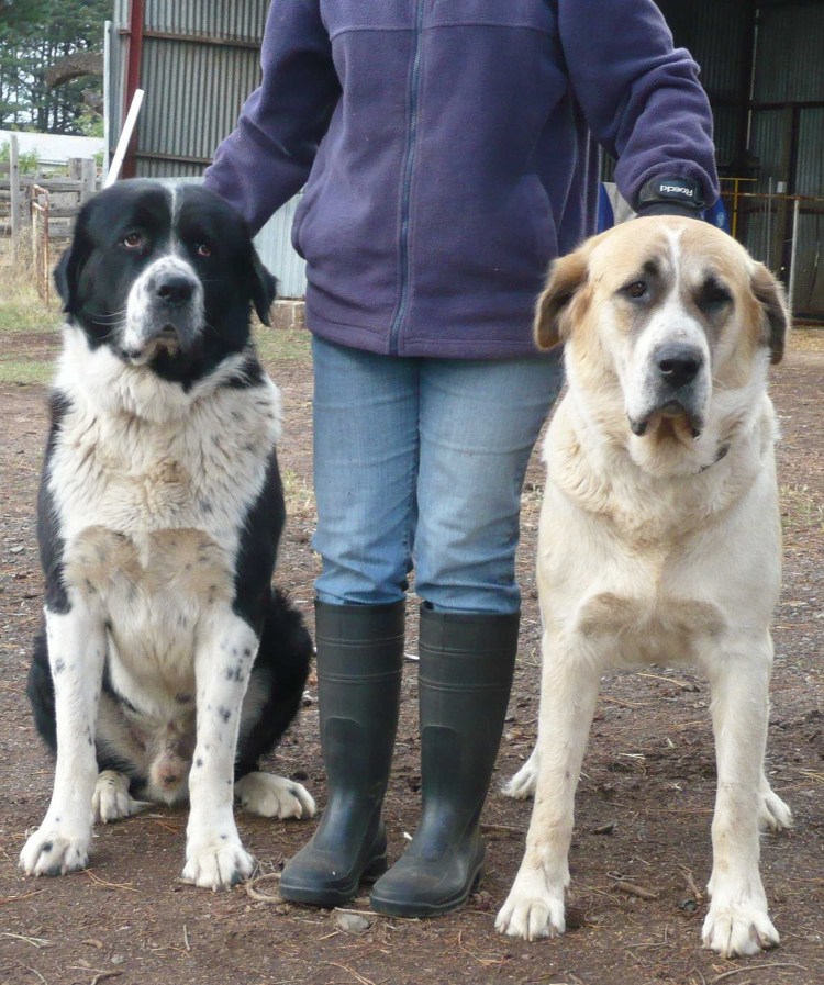 Алабай некупированный