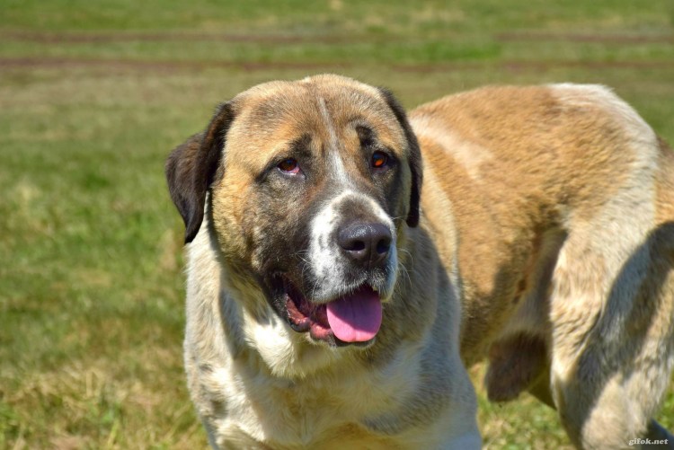 Алабай некупированный