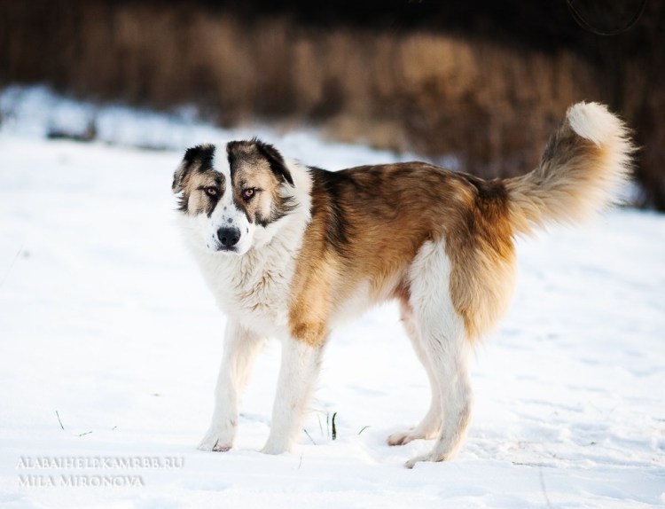 Уши алабая некупированные