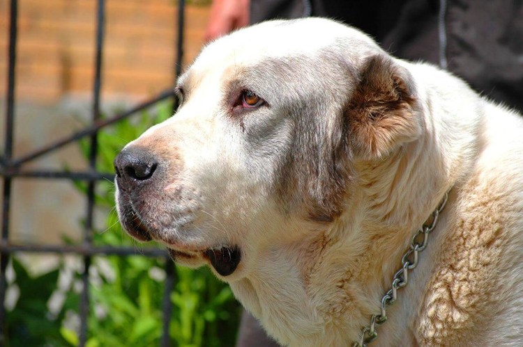 Фото помесь алабая с лайкой некупированные