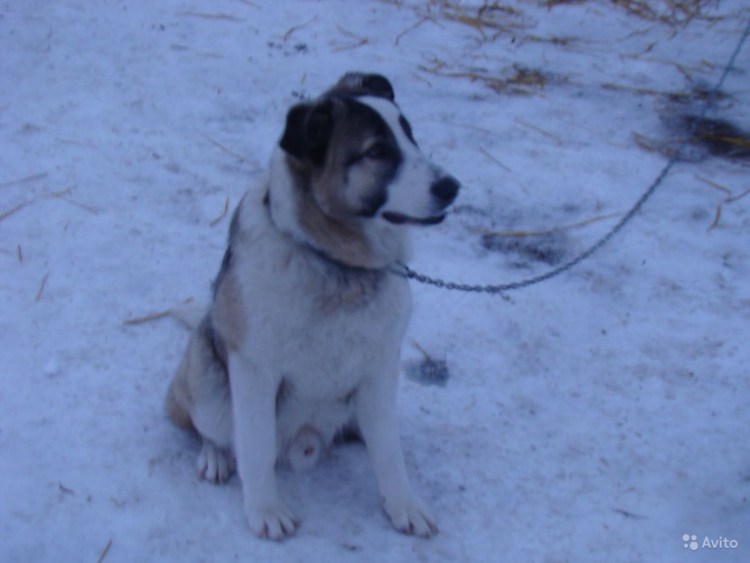 Алабай с некупированными ушами