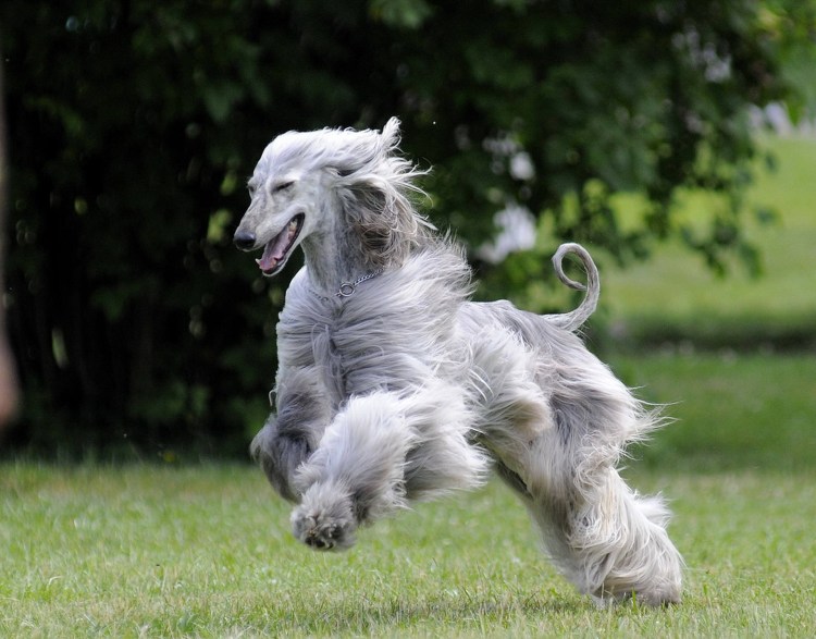 Собака и бутылка