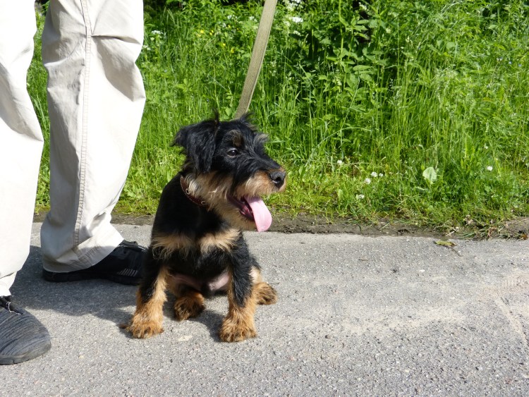 Собака бухает