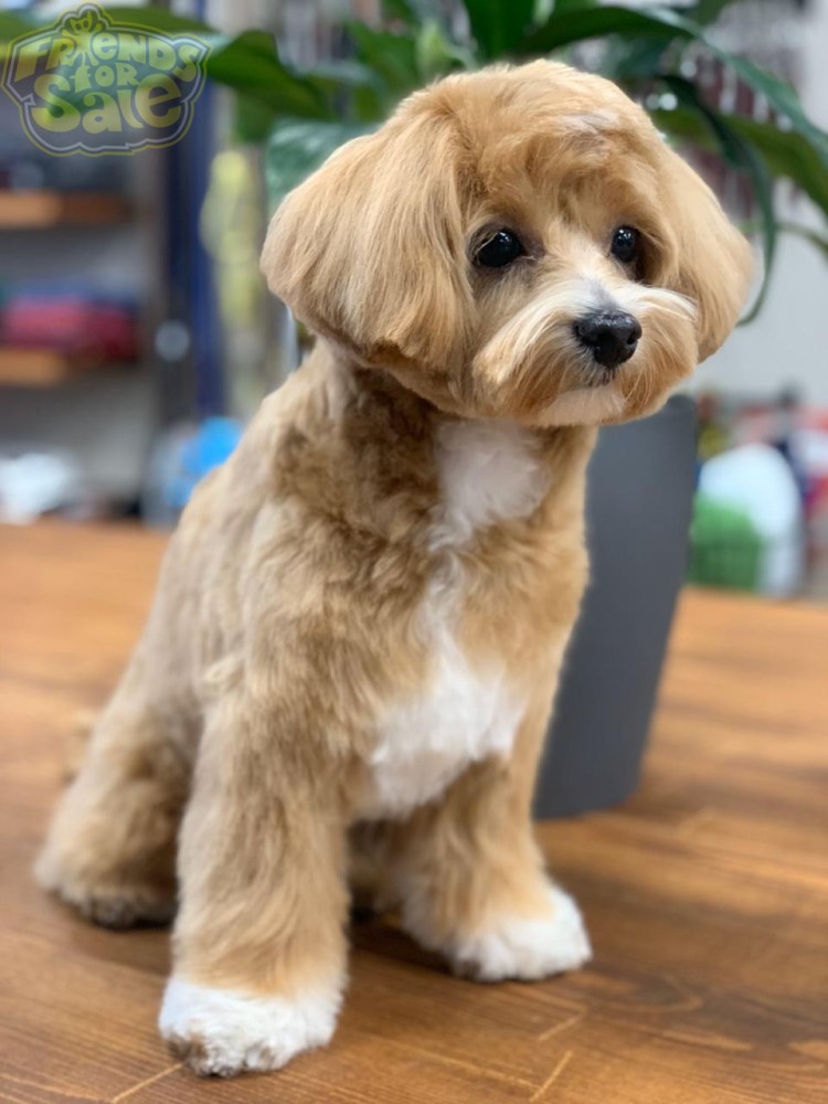 Мальтипу груминг