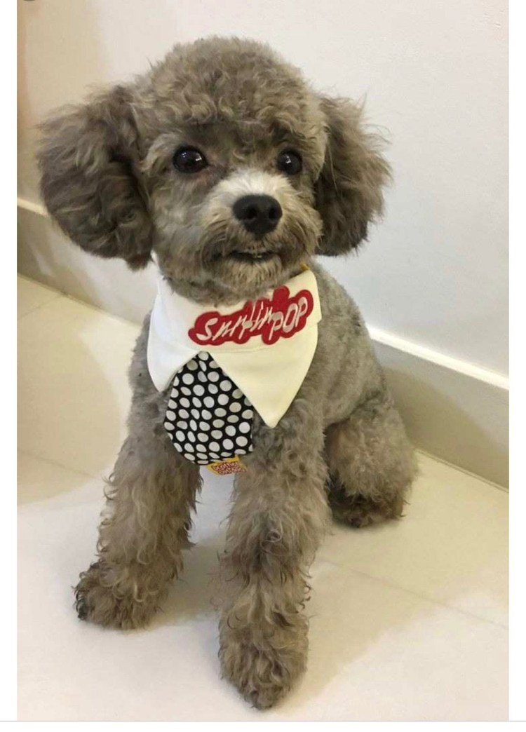 Мальтипу и Йоркипу