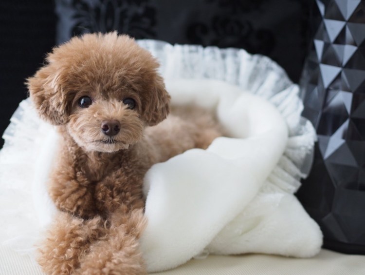 Мальтипу собака груминг