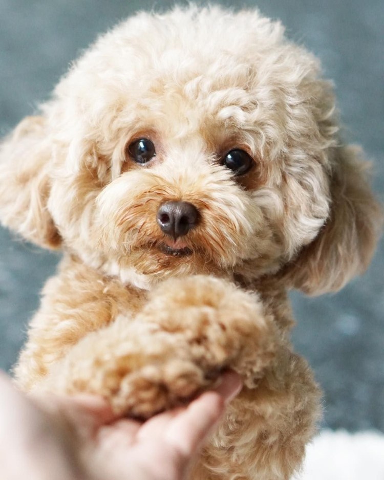 Йорк мальтипу