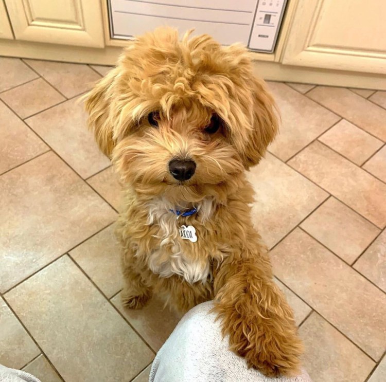 Мальтипу Кеша