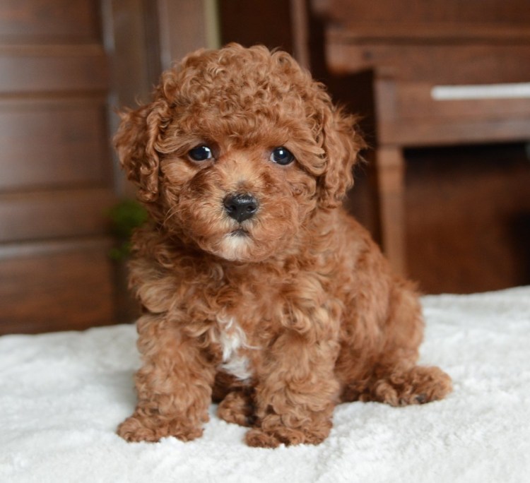 Мальтипу терьер