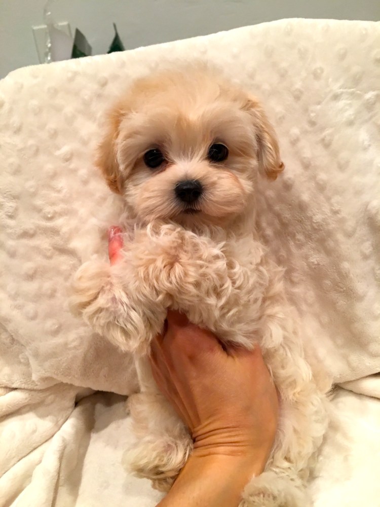 Мальтипу терьер