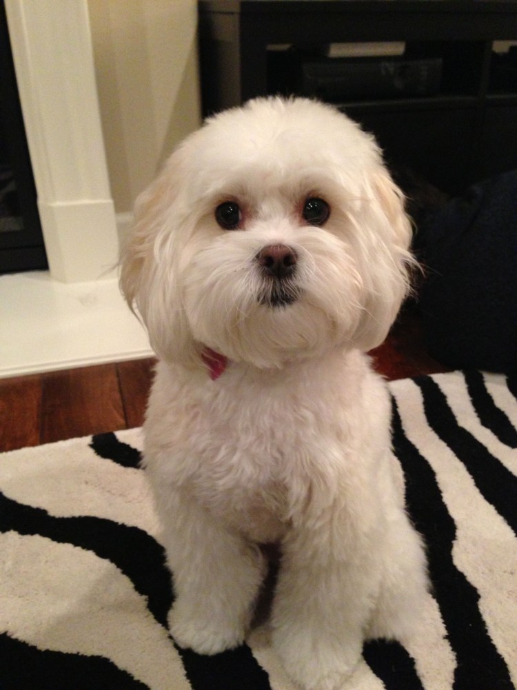 Мальтипу болонка