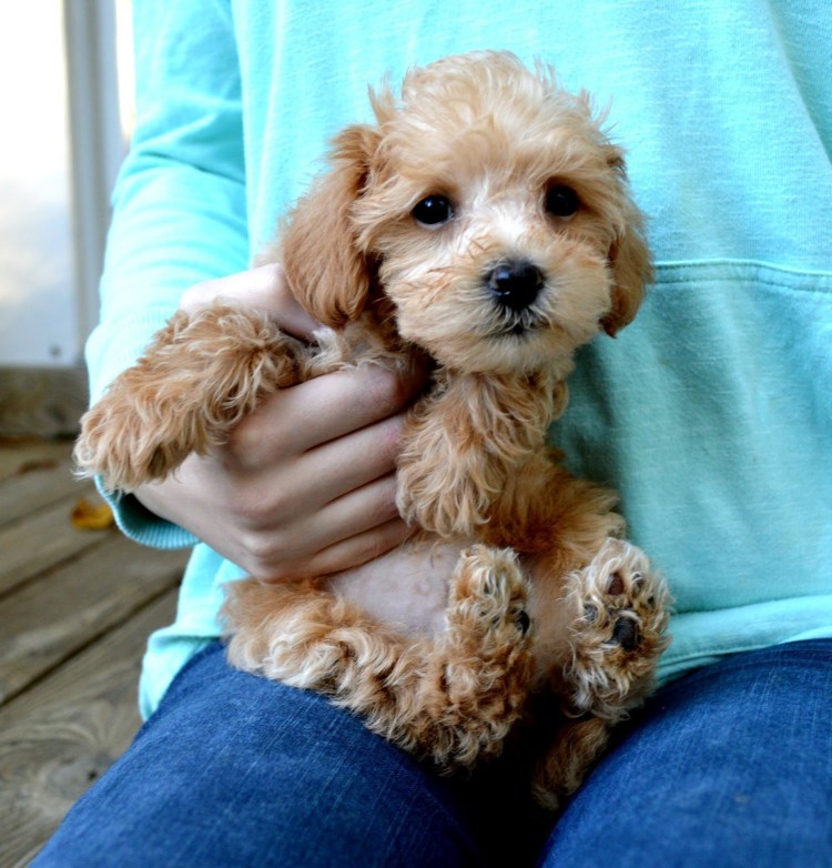 Мальтипу взрослый