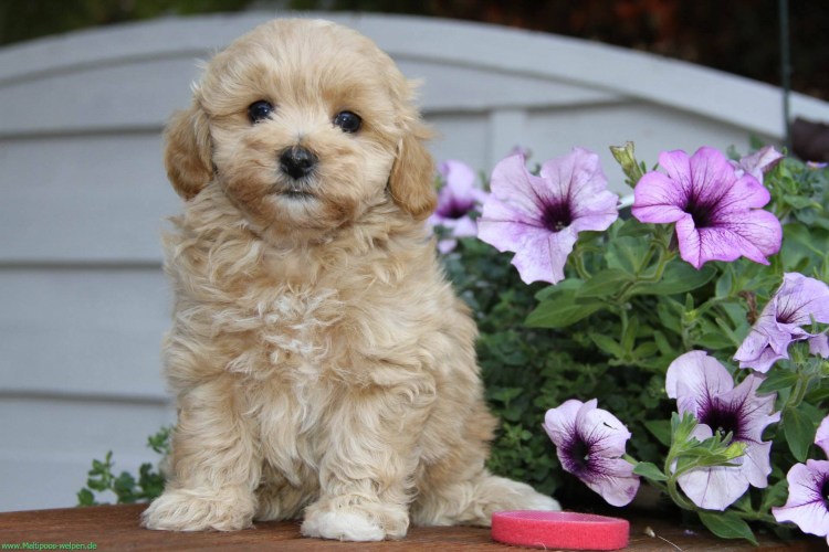 Мини пудель мальтипу