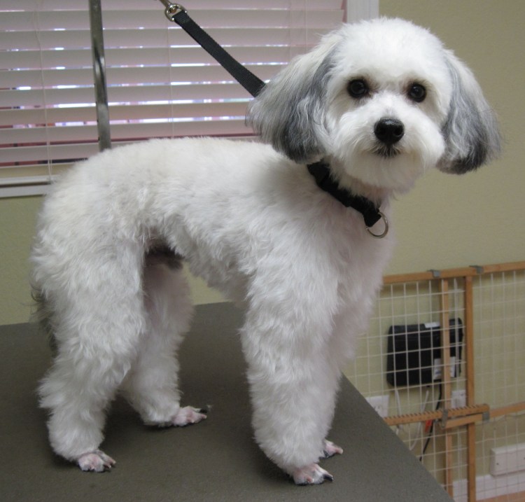 Мальтипу спаниель