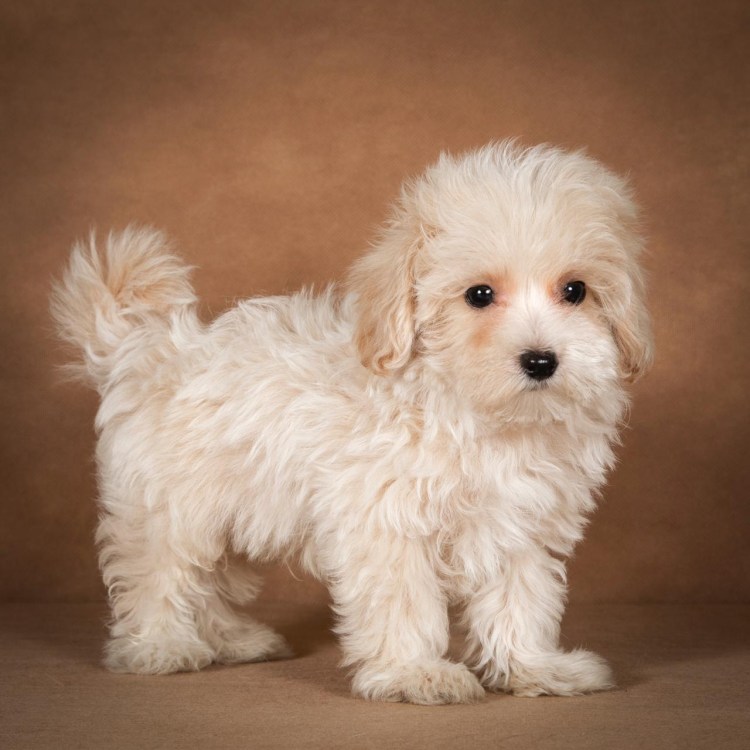 Мини пудель мальтипу