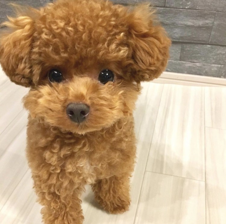 Японский карликовый пудель