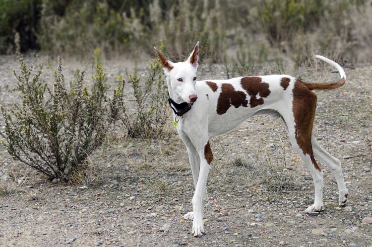 Поденко ибиценко