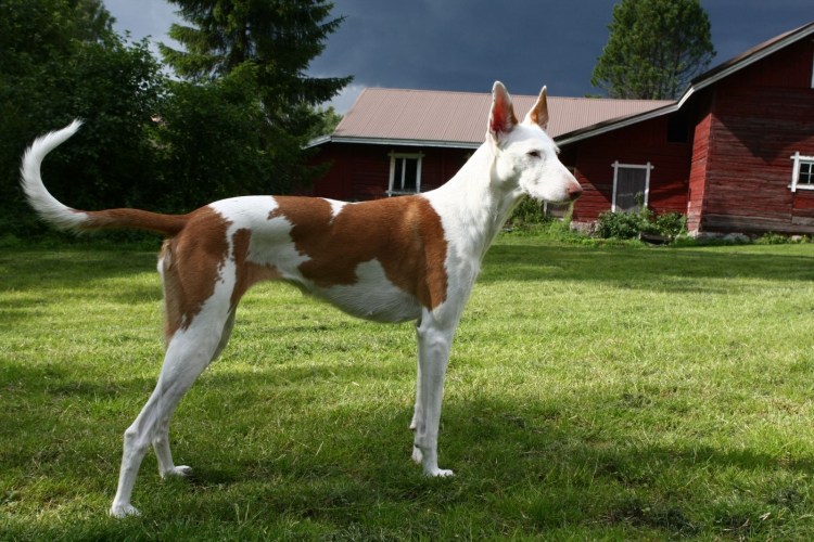 Собака Поденко ибиценко