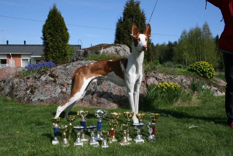 Поденко ибиценко