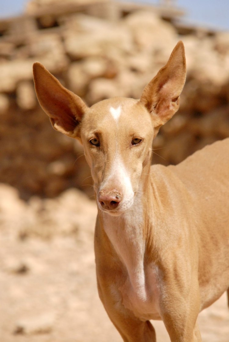 Поденко ибиценко порода