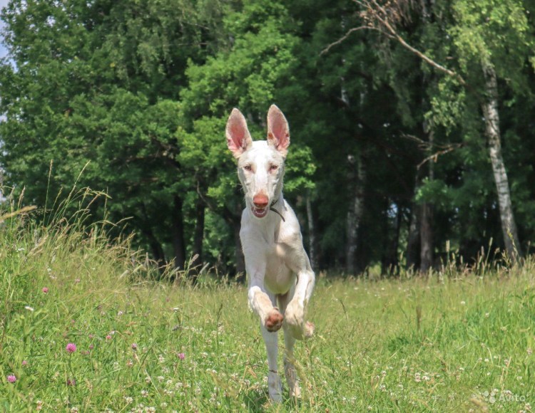Поденко ибиценко прыгает
