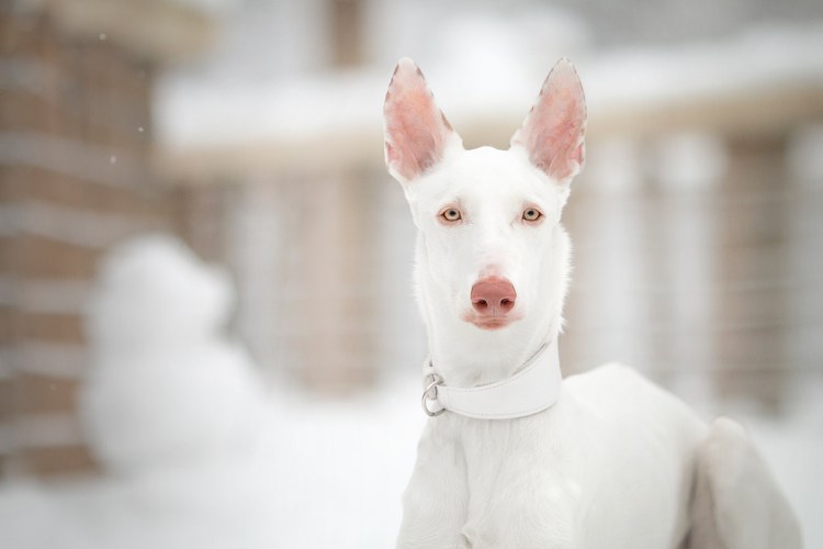 Поденко ибиценко