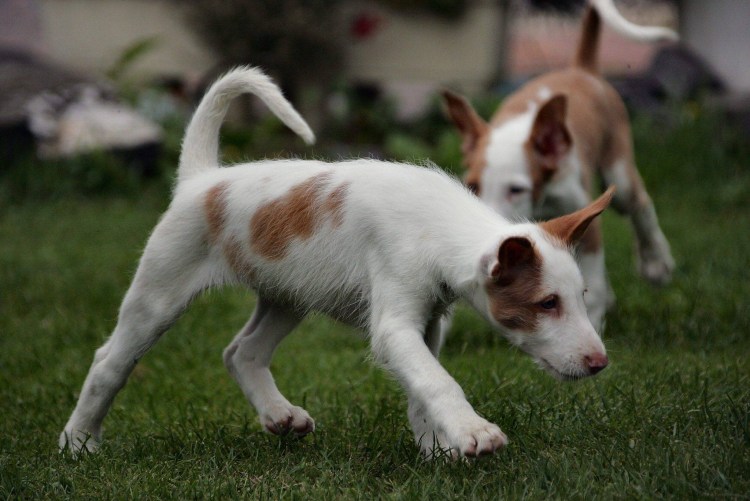 Собака Поденко ибиценко