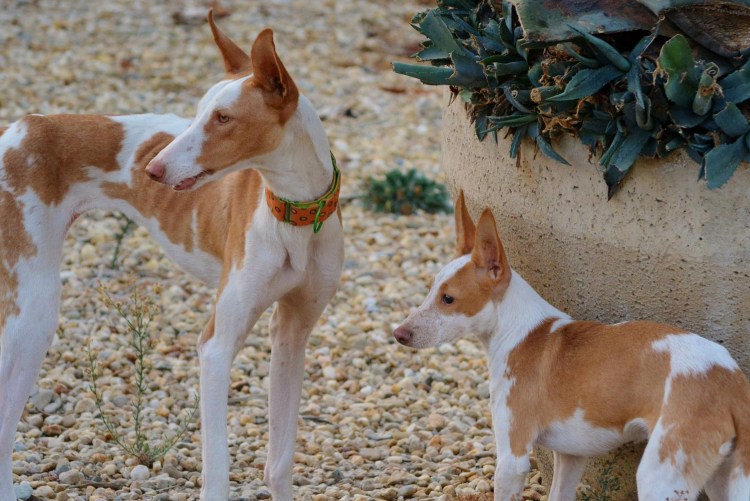 Андрей Поденко