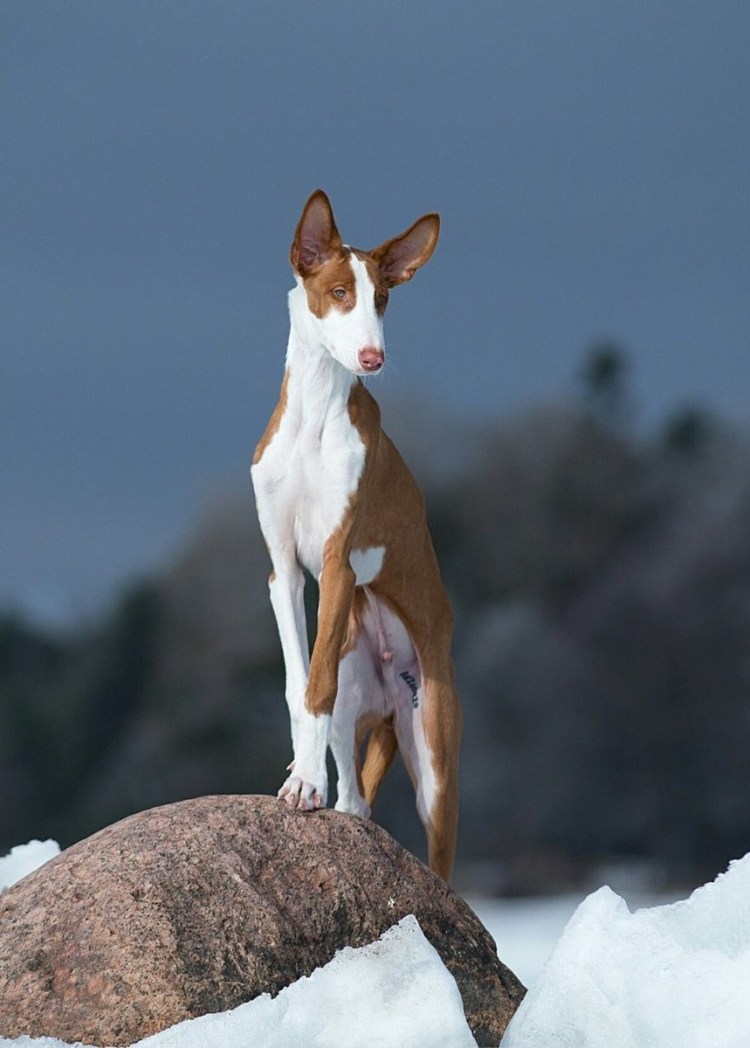 Поденко Канарио собака