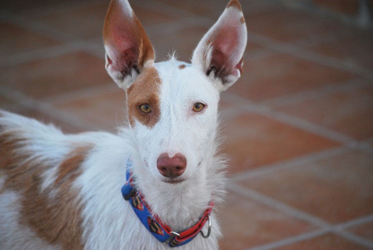 Поденко ибиценко